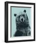 Grizzly Bear-James Hager-Framed Premium Photographic Print