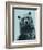 Grizzly Bear-James Hager-Framed Photographic Print