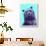 Grizzly Bear-James Hager-Framed Photographic Print displayed on a wall