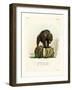 Grizzly Bear-null-Framed Giclee Print