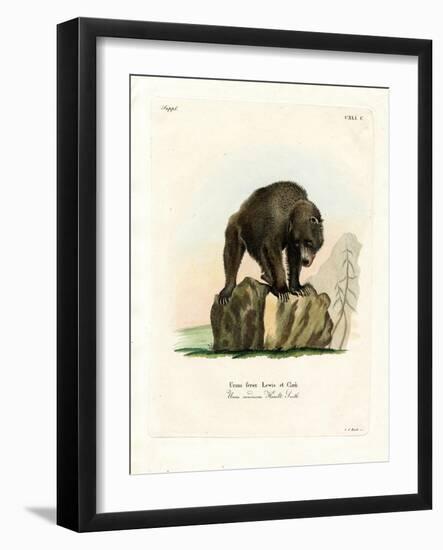 Grizzly Bear-null-Framed Giclee Print