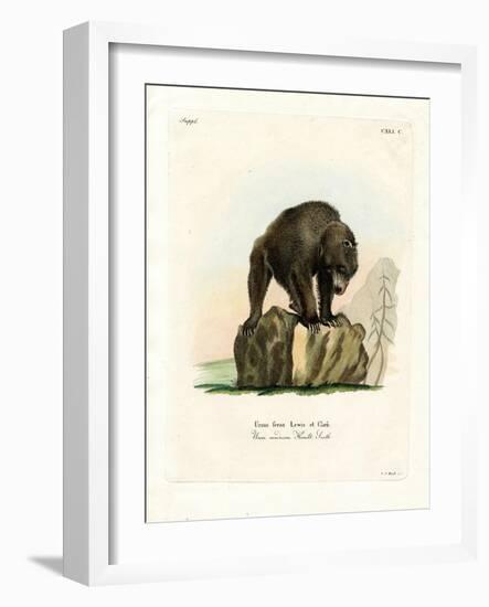 Grizzly Bear-null-Framed Giclee Print