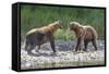 Grizzly Bears, Alaska Peninsula, Alaska, USA-Tom Norring-Framed Stretched Canvas