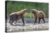 Grizzly Bears, Alaska Peninsula, Alaska, USA-Tom Norring-Stretched Canvas