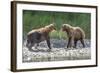 Grizzly Bears, Alaska Peninsula, Alaska, USA-Tom Norring-Framed Photographic Print