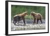 Grizzly Bears, Alaska Peninsula, Alaska, USA-Tom Norring-Framed Photographic Print