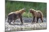 Grizzly Bears, Alaska Peninsula, Alaska, USA-Tom Norring-Mounted Photographic Print