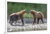 Grizzly Bears, Alaska Peninsula, Alaska, USA-Tom Norring-Framed Photographic Print