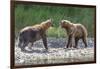 Grizzly Bears, Alaska Peninsula, Alaska, USA-Tom Norring-Framed Photographic Print