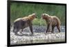 Grizzly Bears, Alaska Peninsula, Alaska, USA-Tom Norring-Framed Photographic Print