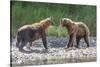 Grizzly Bears, Alaska Peninsula, Alaska, USA-Tom Norring-Stretched Canvas