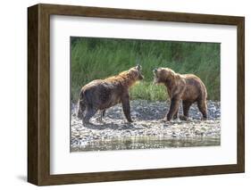 Grizzly Bears, Alaska Peninsula, Alaska, USA-Tom Norring-Framed Photographic Print