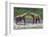 Grizzly Bears, Alaska Peninsula, Alaska, USA-Tom Norring-Framed Photographic Print
