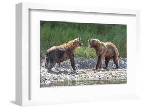 Grizzly Bears, Alaska Peninsula, Alaska, USA-Tom Norring-Framed Photographic Print