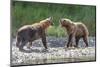 Grizzly Bears, Alaska Peninsula, Alaska, USA-Tom Norring-Mounted Photographic Print