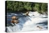 Grizzly Bears Fishing for Salmon at Brooks Falls-null-Stretched Canvas