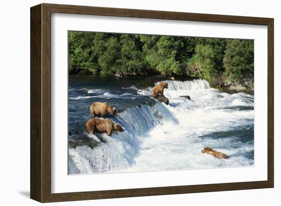 Grizzly Bears Fishing for Salmon at Brooks Falls-null-Framed Photographic Print