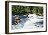 Grizzly Bears Fishing for Salmon at Brooks Falls-null-Framed Photographic Print