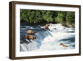 Grizzly Bears Fishing for Salmon at Brooks Falls-null-Framed Photographic Print