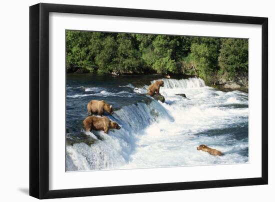 Grizzly Bears Fishing for Salmon at Brooks Falls-null-Framed Photographic Print