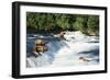 Grizzly Bears Fishing for Salmon at Brooks Falls-null-Framed Photographic Print