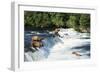 Grizzly Bears Fishing for Salmon at Brooks Falls-null-Framed Photographic Print