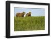 Grizzly Bears in Meadow at Hallo Bay-Paul Souders-Framed Photographic Print