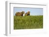 Grizzly Bears in Meadow at Hallo Bay-Paul Souders-Framed Photographic Print