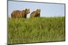 Grizzly Bears in Meadow at Hallo Bay-Paul Souders-Mounted Photographic Print