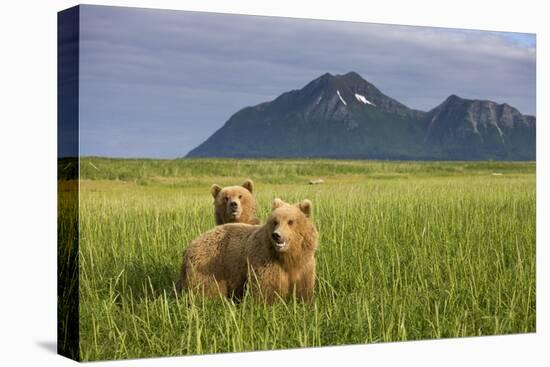 Grizzly Bears in Tall Grass in Meadow at Hallo Bay-Paul Souders-Stretched Canvas