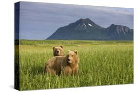 Grizzly Bears in Tall Grass in Meadow at Hallo Bay-Paul Souders-Stretched Canvas