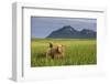 Grizzly Bears in Tall Grass in Meadow at Hallo Bay-Paul Souders-Framed Photographic Print