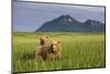 Grizzly Bears in Tall Grass in Meadow at Hallo Bay-Paul Souders-Mounted Photographic Print