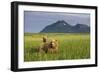 Grizzly Bears in Tall Grass in Meadow at Hallo Bay-Paul Souders-Framed Photographic Print