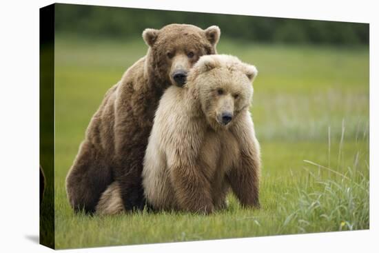 Grizzly Bears Mating at Hallo Bay-Paul Souders-Stretched Canvas