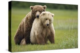 Grizzly Bears Mating at Hallo Bay-Paul Souders-Stretched Canvas