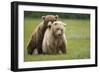 Grizzly Bears Mating at Hallo Bay-Paul Souders-Framed Photographic Print