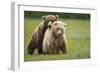 Grizzly Bears Mating at Hallo Bay-Paul Souders-Framed Photographic Print