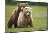 Grizzly Bears Mating at Hallo Bay-Paul Souders-Mounted Photographic Print