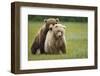 Grizzly Bears Mating at Hallo Bay-Paul Souders-Framed Photographic Print