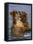 Grizzly Bears Playing, Alaska-Lynn M^ Stone-Framed Stretched Canvas