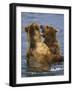 Grizzly Bears Playing, Alaska-Lynn M^ Stone-Framed Photographic Print