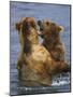 Grizzly Bears Playing, Alaska-Lynn M^ Stone-Mounted Photographic Print