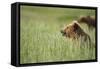 Grizzly Bears Resting in Meadow at Hallo Bay-Paul Souders-Framed Stretched Canvas