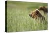 Grizzly Bears Resting in Meadow at Hallo Bay-Paul Souders-Stretched Canvas