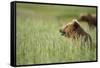 Grizzly Bears Resting in Meadow at Hallo Bay-Paul Souders-Framed Stretched Canvas