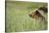 Grizzly Bears Resting in Meadow at Hallo Bay-Paul Souders-Stretched Canvas