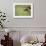 Grizzly Bears Resting in Meadow at Hallo Bay-Paul Souders-Framed Photographic Print displayed on a wall