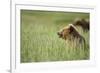 Grizzly Bears Resting in Meadow at Hallo Bay-Paul Souders-Framed Photographic Print