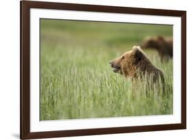 Grizzly Bears Resting in Meadow at Hallo Bay-Paul Souders-Framed Photographic Print